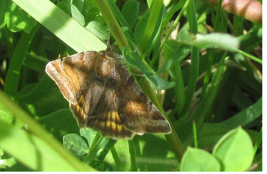 Falena da ID - Euclidia (Euclidia) glyphica